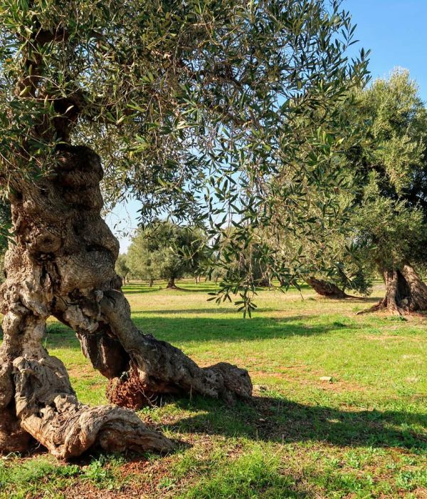 olivi monumentali olivi monumentali