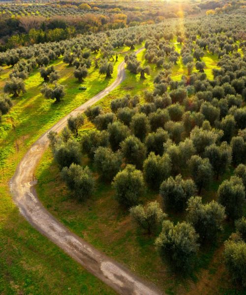 vista olivi puglia carbon farming agricoltura rigenerativa ESG rating vista olivi puglia carbon farming agricoltura rigenerativa ESG rating